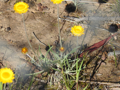 Leucochrysum albicans albicans