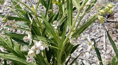 Gomphocarpus fruticosus