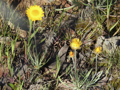 Leucochrysum albicans albicans