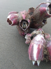 Megabalanus tintinnabulum