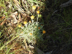 Leucochrysum albicans albicans