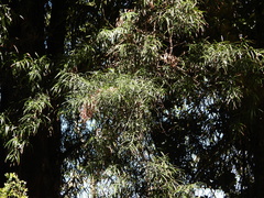 Podocarpus salignus