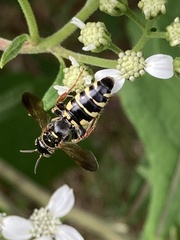 Myzinum carolinianum