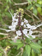 Orthosiphon aristatus