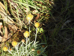 Leucochrysum albicans albicans