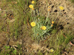 Leucochrysum albicans albicans