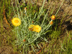 Leucochrysum albicans albicans