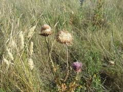 Carduus nutans leiophyllus