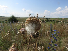 Carduus nutans leiophyllus