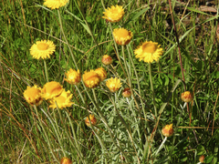 Leucochrysum albicans albicans