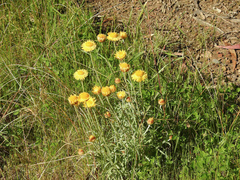 Leucochrysum albicans albicans