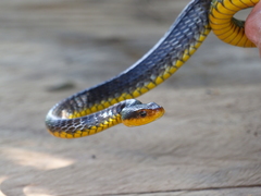 Chironius carinatus