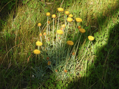 Leucochrysum albicans albicans
