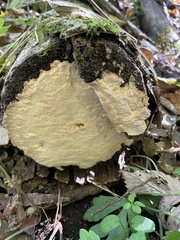 Trametes aesculi