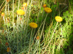 Leucochrysum albicans albicans