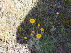 Leucochrysum albicans albicans