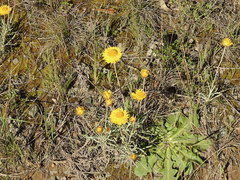 Leucochrysum albicans albicans
