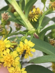Coelopa