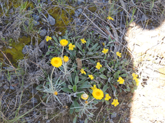 Leucochrysum albicans albicans