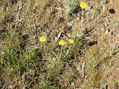 Leucochrysum albicans albicans
