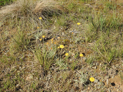 Leucochrysum albicans albicans