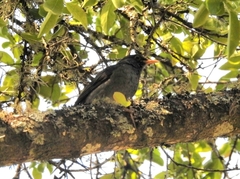 Turdus chiguanco