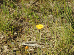 Leucochrysum albicans albicans