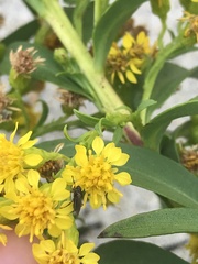 Coelopa