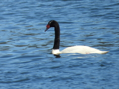 Cygnus melancoryphus