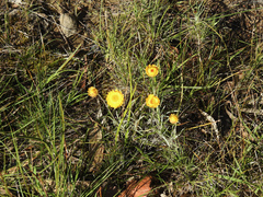 Leucochrysum albicans albicans