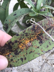 Coleosporium solidaginis