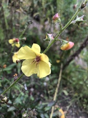 Verbascum blattaria