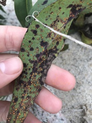 Coleosporium solidaginis