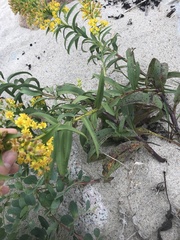 Coleosporium solidaginis