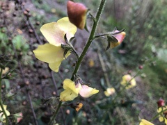 Verbascum blattaria