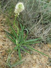 Echiostachys incanus