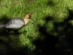 Theristicus melanopis