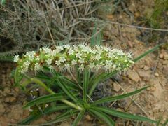 Echiostachys incanus