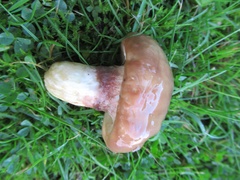Suillus