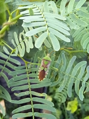 Prismatocerus prominulus