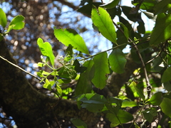Laurelia sempervirens