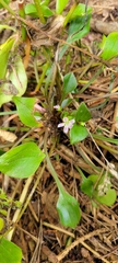 Claytonia sibirica