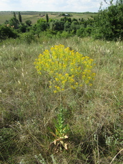 Isatis tinctoria