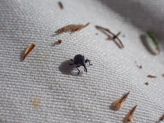 Ctenomeropsis nigra