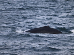 Megaptera novaeangliae