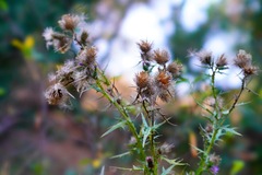 Cirsium vulgare