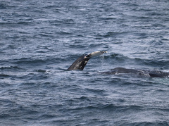 Megaptera novaeangliae