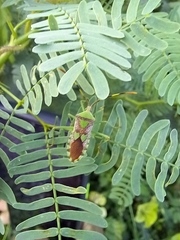 Prismatocerus prominulus