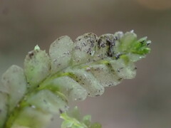 Chiloscyphus polyanthos