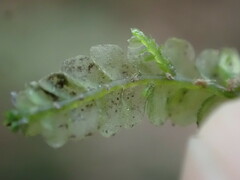 Chiloscyphus polyanthos